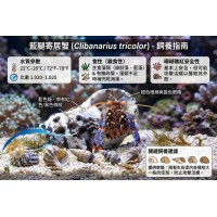 美國迷你藍腳寄居蟹 Clibanarius tricolor  (1隻)