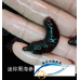 迷你黑海參 Holothuria atra (一條)
