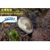 金環螺 Turbo snail (一隻)