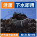 黑旋風 複合硝化菌球 3球