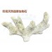 印尼天然造景生物石